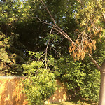 (Broken Branch) at 18304 91 Ave NW