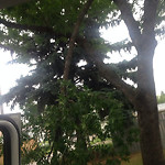 (Broken Branch) at 12610–12698 116 Ave NW