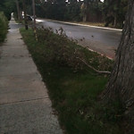 (Broken Branch) at 10207 75 St NW