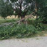 (Broken Branch) at 341 Kline Cres NW