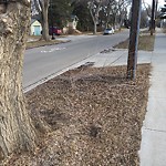 Dead Trees - Public Property at 13602 102 Avenue NW