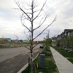 Dead Trees - Public Property at 305 Edgemont Road NW
