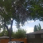Dead Trees - Public Property at 9204 93 Ave Nw, Edmonton, Ab T6 C 3 R5, Canada