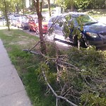 Dead Trees - Public Property at 9813 104 Street NW