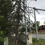 Dead Trees - Public Property at 2 Westbrook Drive NW