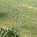 Dead Trees - Public Property at 625 Leger Way NW