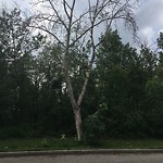 Dead Trees - Public Property at 437 Heffernan Drive NW