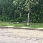 Dead Trees - Public Property at 431 Heffernan Drive NW