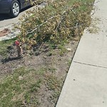 Dead Trees - Public Property at 611 156 Street NW