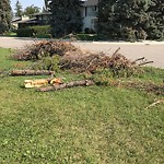 Dead Trees - Public Property at 125 Laurier Drive NW