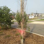 Dead Trees - Public Property at 730 Charlesworth Way SW