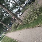 Dead Trees - Public Property at 12033 86 St NW Eastwood