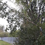 Dead Trees - Public Property at 11601 48 Ave Nw, Edmonton, Ab T6 H 0 E6, Canada