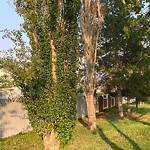 Overgrown Trees - Public Property at 12927 157 Avenue NW