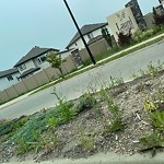 Noxious Weeds - Public Property at 1703 16 Avenue NW
