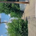 Overgrown Trees - Public Property at 10719 114 St NW