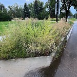 Noxious Weeds - Public Property at 9336 89 Street NW