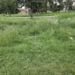 Park Grass Maintenance at 8816 135 Avenue NW