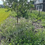 Noxious Weeds - Public Property at 4014 Hawthorn Link SW