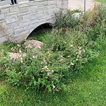 Noxious Weeds - Public Property at 13072 207 Street NW