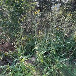 Noxious Weeds - Public Property at 8923 Saskatchewan Drive NW
