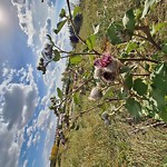 Noxious Weeds - Public Property at 13400–13450 159 St Nw, Edmonton T5 V 0 C6