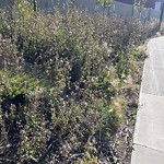 Noxious Weeds - Public Property at 6905 25 Avenue SW