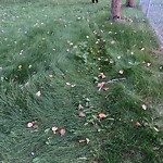 Park Grass Maintenance at 15203 82 Avenue NW