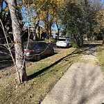 Overgrown Trees - Public Property at 9915 82 Street NW