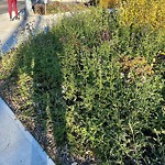 Noxious Weeds - Public Property at 7940 76 Avenue NW