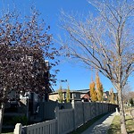 Overgrown Trees - Public Property at 452 Windermere Road NW