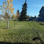 Overgrown Trees - Public Property at 10640 154 St