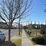 Overgrown Trees - Public Property at 7195 South Terwillegar Drive NW