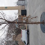 Tree/Branch Damage - Public Property at Sir Winston Churchill Square, 9918 102 Ave Nw, Edmonton T5 J 5 H7
