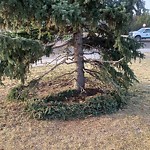 Tree/Branch Damage - Public Property at 11330 54 Avenue NW