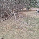 Tree/Branch Damage - Public Property at 13210 Buena Vista Road NW