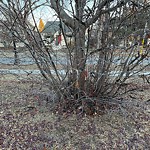 Tree/Branch Damage - Public Property at 10410 136 Street NW