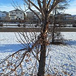 Tree/Branch Damage - Public Property at N53.63 E113.47