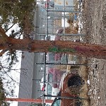 Tree/Branch Damage - Public Property at 10527 96 St NW