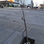 Tree/Branch Damage - Public Property at N53.55 E113.50