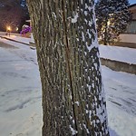 Tree/Branch Damage - Public Property at 7753 78 Avenue NW