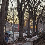 Tree/Branch Damage - Public Property at 10015 87 Avenue NW