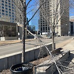Tree/Branch Damage - Public Property at 10065 100 Street NW