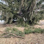 Tree/Branch Damage - Public Property at 10435 68 Avenue NW