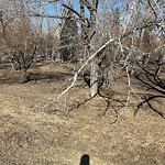 Tree/Branch Damage - Public Property at 11904 Emily Murphy Park Road NW