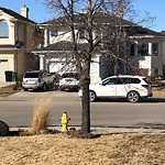 Overgrown Trees - Public Property at 8951 160 Avenue NW
