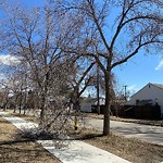 Tree/Branch Damage - Public Property at 6920 114 Avenue NW