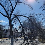 Tree/Branch Damage - Public Property at N53.57 E113.45