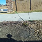 Tree/Branch Damage - Public Property at 3025 Winspear Common SW