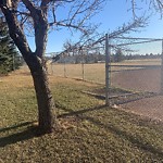 Overgrown Trees - Public Property at 11103 Whitemud Drive NW